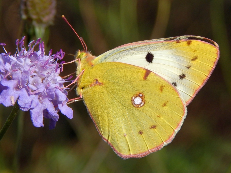 Cfr. Colias alfacariensis e Colias crocea f. helice